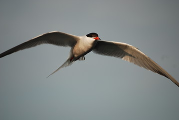 Image showing Common tern - Sterna hirundo