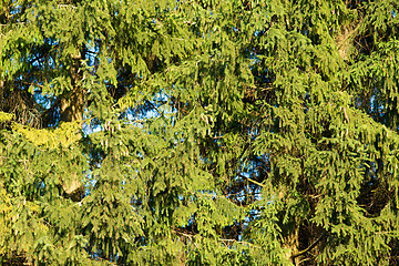 Image showing Coniferous trees