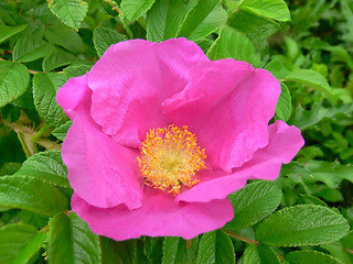 Image showing Wild rose  