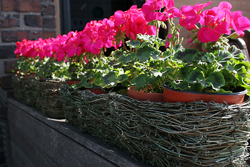 Image showing Pink flower pots