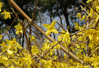 Image showing Yellow spring