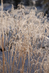 Image showing Frozen Straw