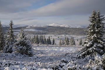 Image showing Early Snow