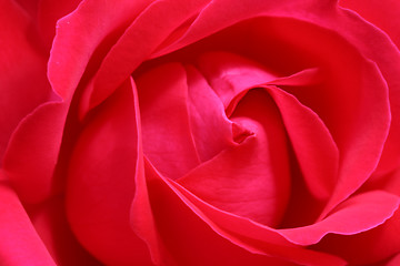 Image showing Rose close-up