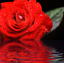 Image showing Red rose with water droplets