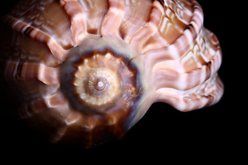 Image showing Sea shell