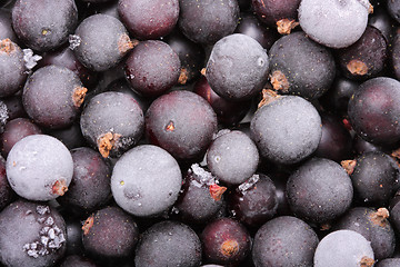 Image showing Black currant