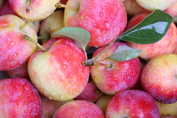 Image showing Paradise apples