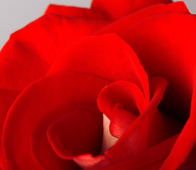 Image showing Red rose