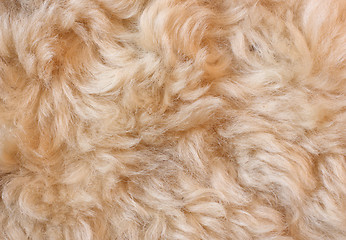 Image showing Fur background