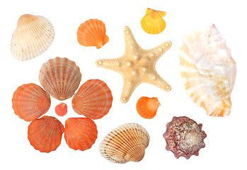 Image showing Seashells