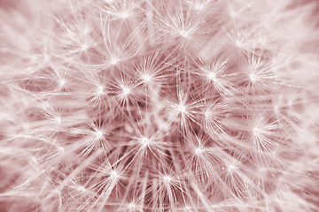 Image showing Retro dandelion