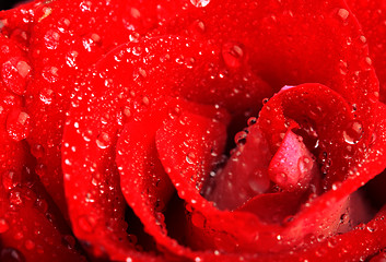 Image showing Red rose with water droplets