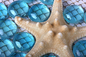 Image showing Starfish close-up