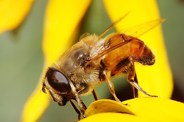 Image showing Hoverfly