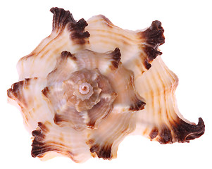 Image showing Seashell isolated 