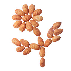 Image showing Almond flower