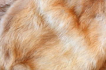 Image showing Fur background