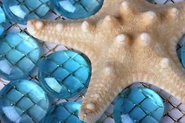 Image showing Starfish close-up