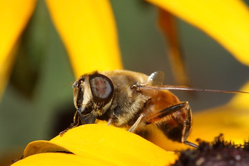 Image showing Hoverfly