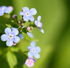 Image showing Spring flowers