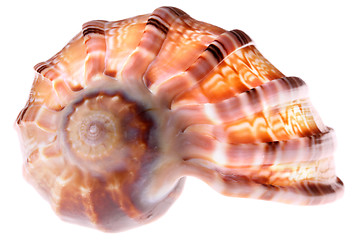 Image showing Seashell isolated