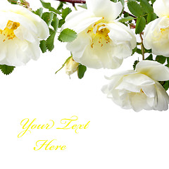 Image showing White roses
