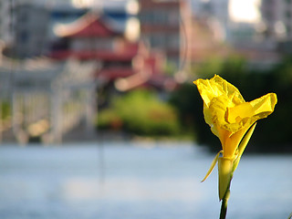 Image showing Chinese flower