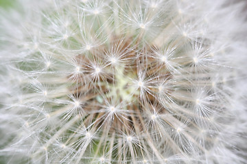 Image showing Dandelion close-up