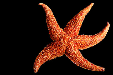 Image showing Starfish