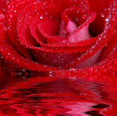 Image showing Rose in water