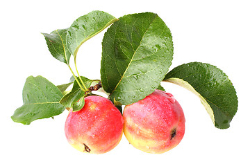 Image showing paradise apples isolated