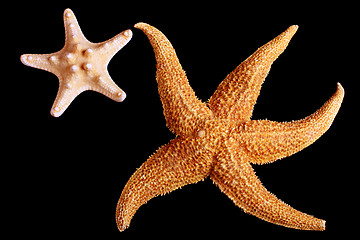 Image showing Two starfishes