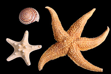 Image showing Starfishes and seashell