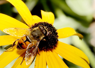 Image showing Hoverfly