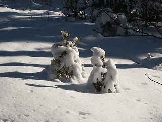 Image showing Winter forest