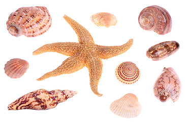 Image showing Seashells and starfish