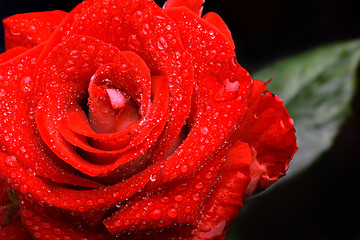 Image showing Red rose with water droplets