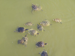 Image showing Turtle