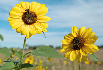 Image showing bees and sunflowers