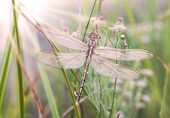 Image showing dragonfly waiting for the sun