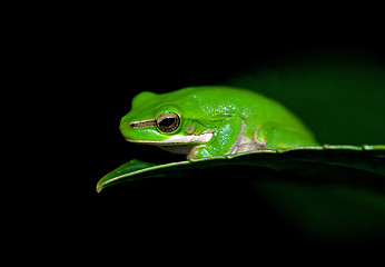 Image showing little frog