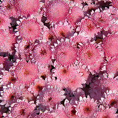 Image showing Chrysanthemum background