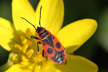 Image showing Beetle soldier