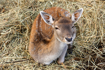 Image showing Young roebuck