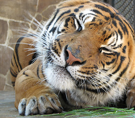Image showing Tiger grimaces