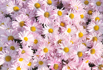 Image showing Chrysanthemum background