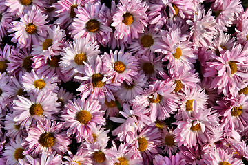 Image showing Chrysanthemum background