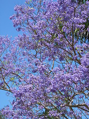 Image showing Flowering tree Australia