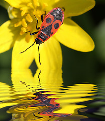 Image showing Beetle soldier by the water